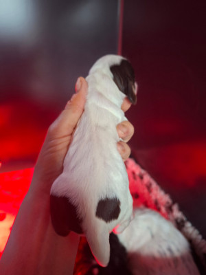 Chiot N°8