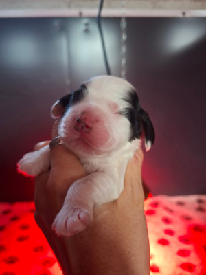 Chiot N°4