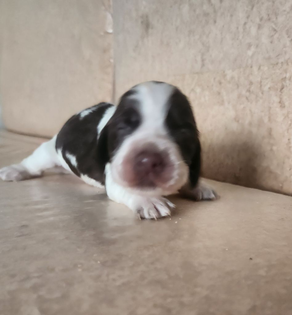 Des Joyaux Du Petit Faure - Cocker Spaniel Anglais - Portée née le 19/12/2024