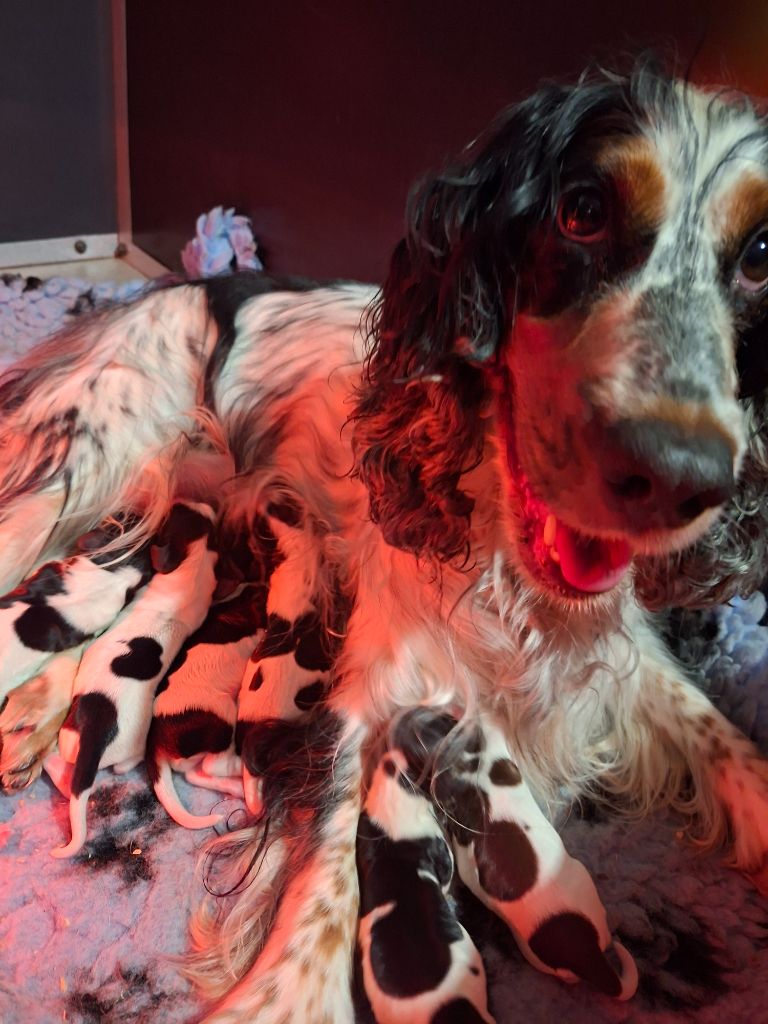 Chiot Cocker Spaniel Anglais Des Joyaux Du Petit Faure