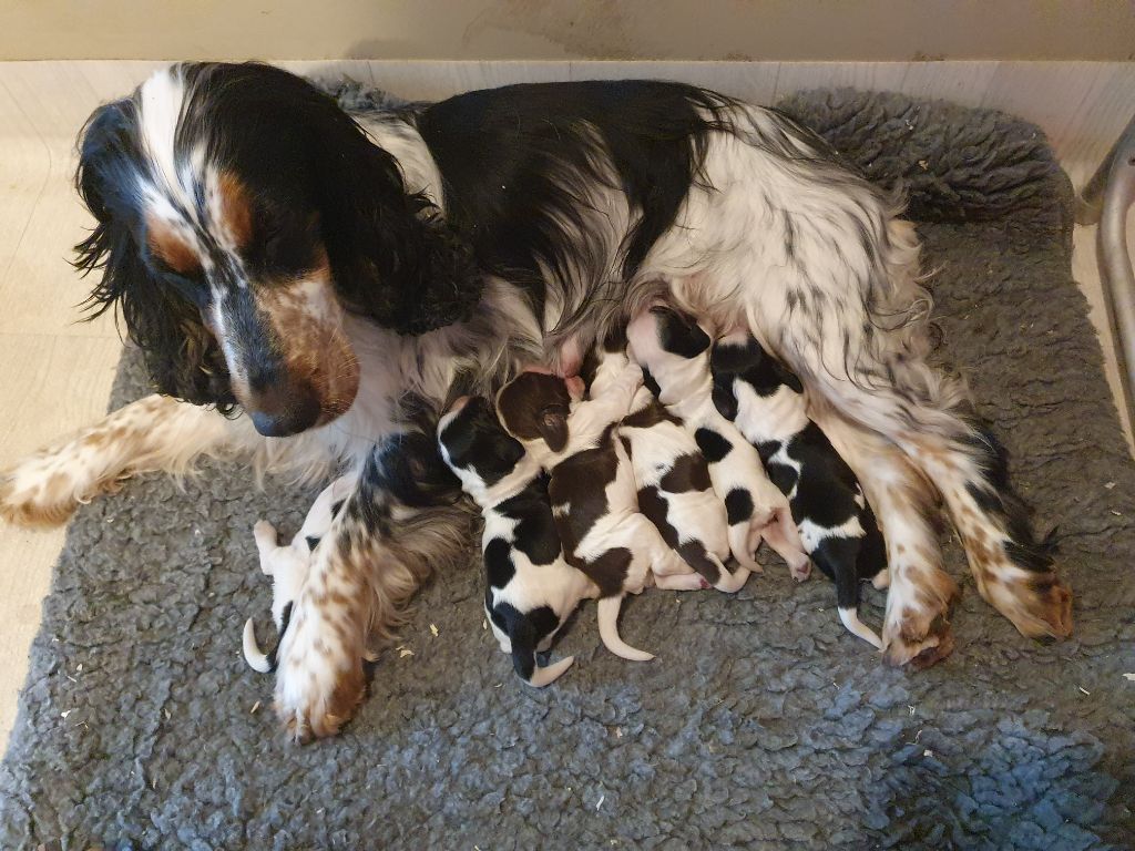 Des Joyaux Du Petit Faure - Cocker Spaniel Anglais - Portée née le 29/07/2022