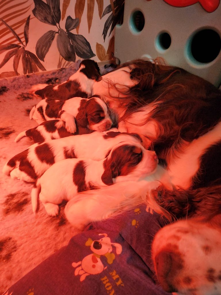 Des Joyaux Du Petit Faure - Cocker Spaniel Anglais - Portée née le 18/11/2024